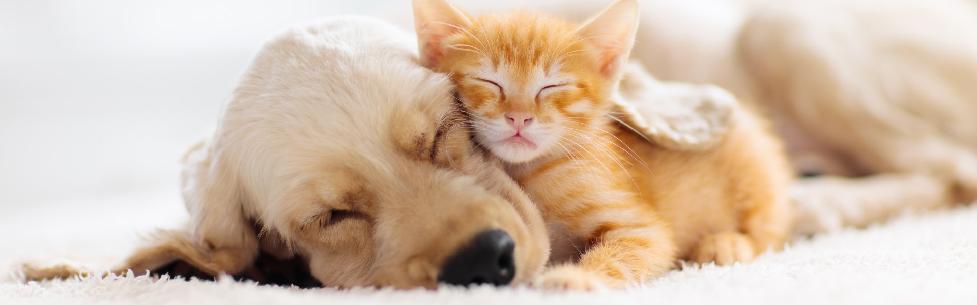 dog and cat sleeping together